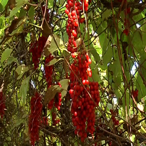 Ұ����ζ��