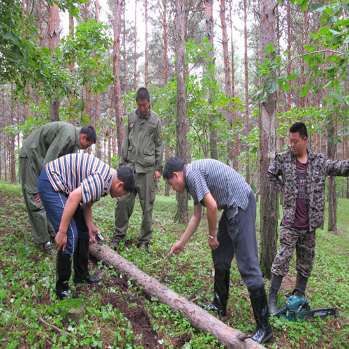 松树蜂调查