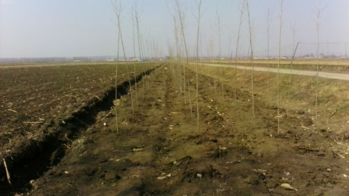 �����ֳ���